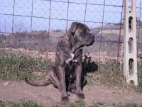 cane corso grigio